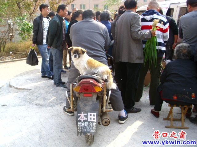 摩托车后座上听话的小狗