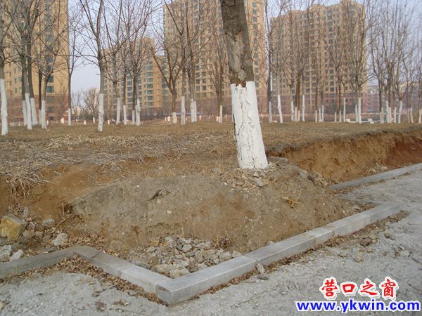  为保一棵树 宁肯路变窄