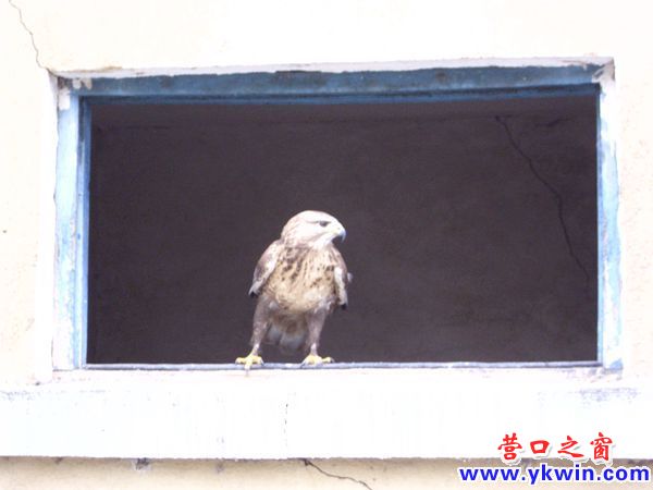 鹰关雉笼 误导游人