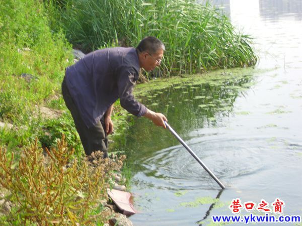 营东新城景观河盛产鱼虫