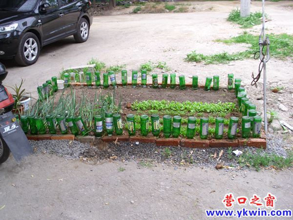 酒瓶保护小菜园