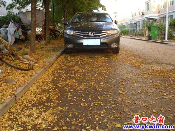 营口为何出现夏风扫落叶