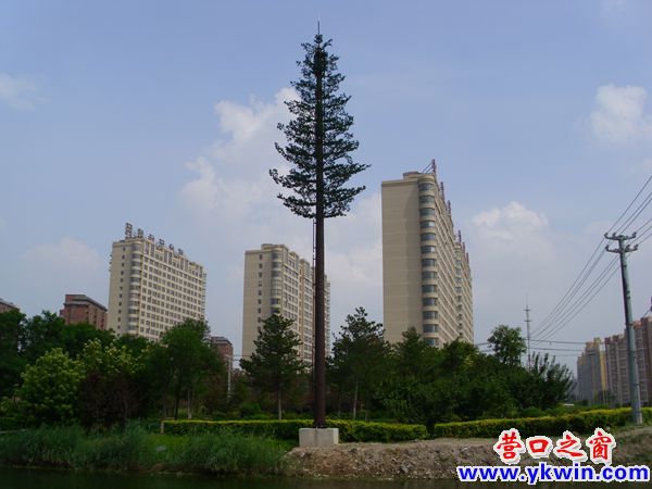 水泥座上“长”出一颗参天大树