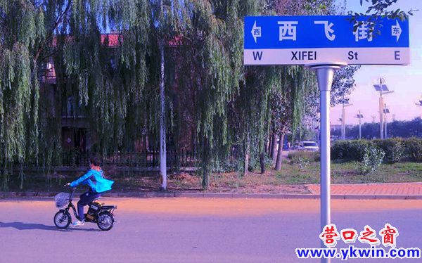 “长发飘飘”垂到地  路边柳树盼“理发”
