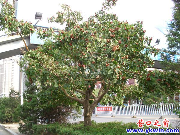 街边山楂树 个别已枯死