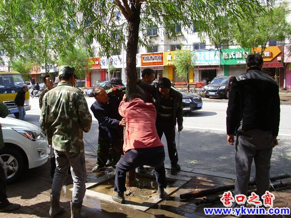 狂风后，园丁紧急处理树障