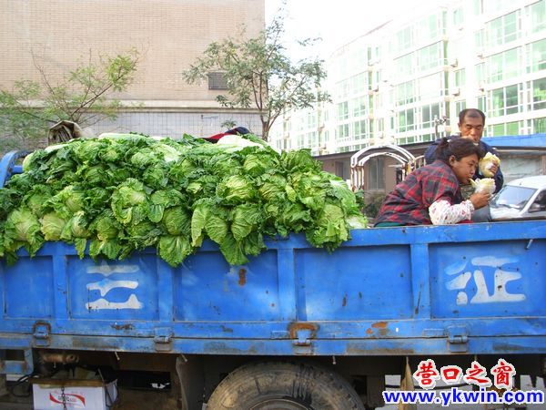 白菜進(jìn)小區(qū) 每斤兩毛錢