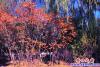 红叶