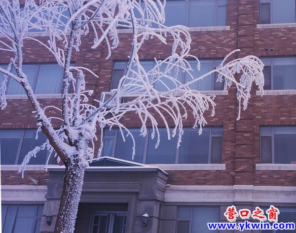 雾凇  7