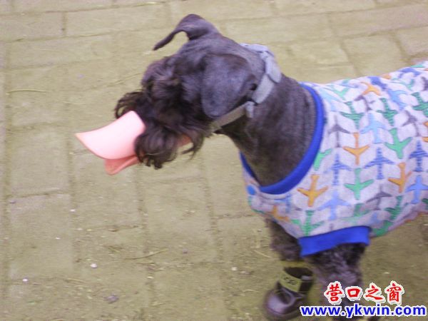 小区来了一条鸭嘴狗
