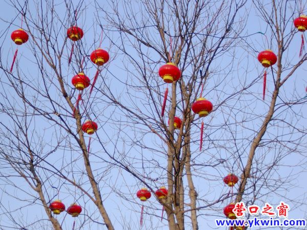 灯笼上树迎新春 猴年更比羊年好