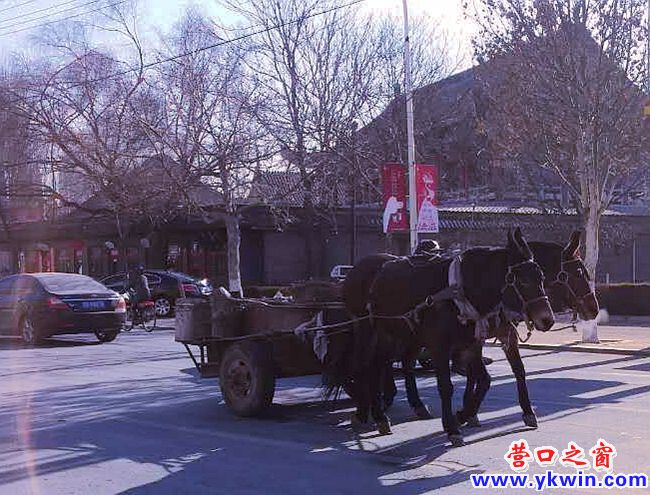 营口市区马路走马车