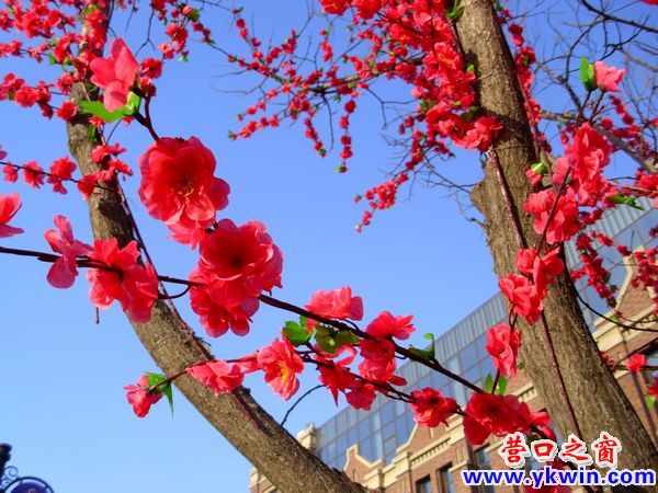 树上盛开红梅花