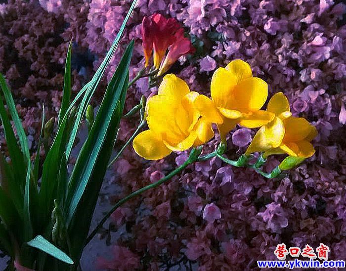 营口花卉市场出现低潮