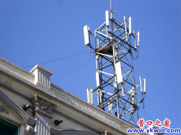 营口喜鹊在信号塔上筑巢