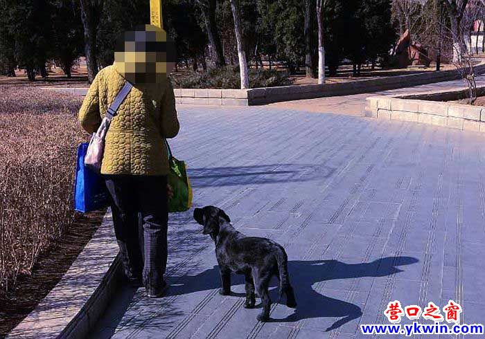 营口市：公园禁狗令成“纸上谈兵”