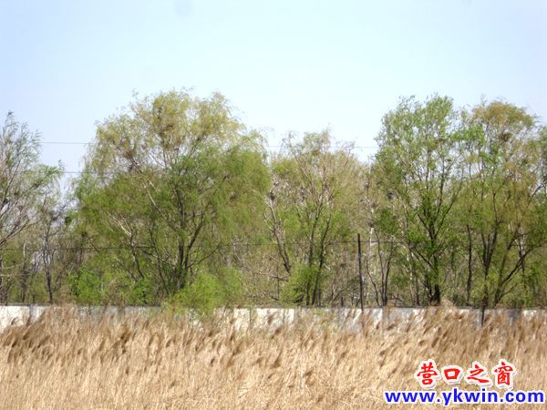 路南水厂 鸟类天堂