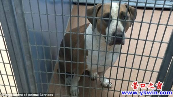 受惊宠物狗咬死刚出生婴儿 - 社会万象 - 营口之