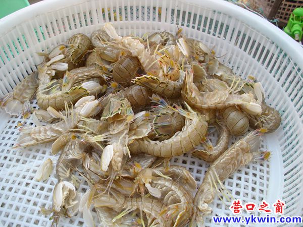 营口虾爬子缓慢降价