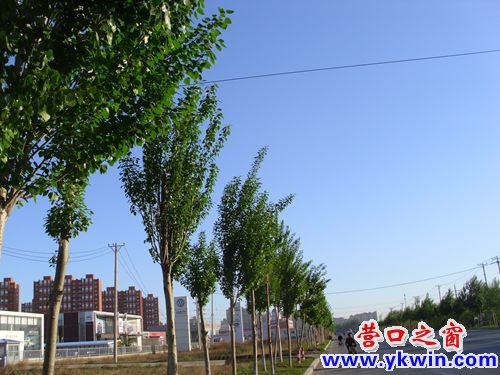 东外环树荣 公园路树枯