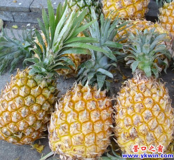 营口菠萝10元3个了