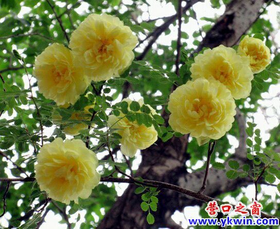营口：花之泣