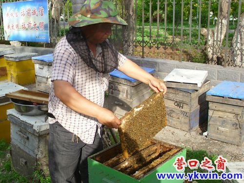 外地养蜂人 采蜜到营口
