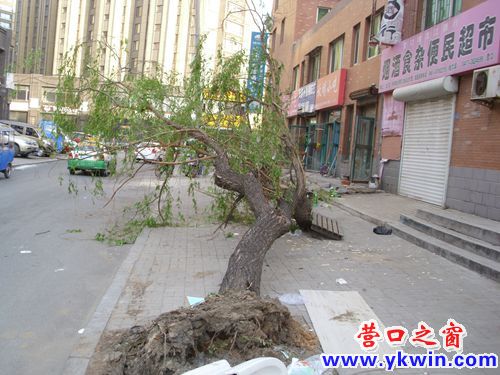 大树倒下 急待救援