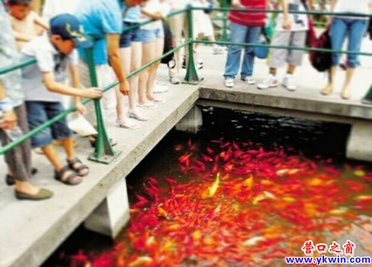 深湖之鱼 死于香饵