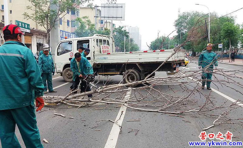 营口：清理枯死树木 消除安全隐患