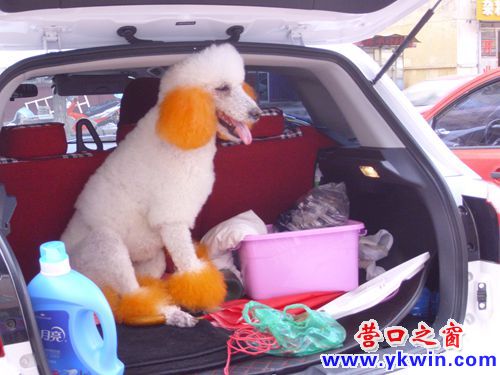 两只名犬现身营口东福园市场