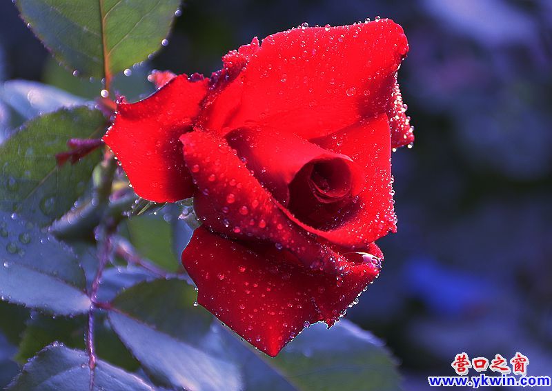 鲜花让小区“靓起来”