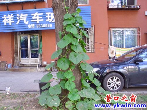 倭瓜秧恋大树 零距离往上爬