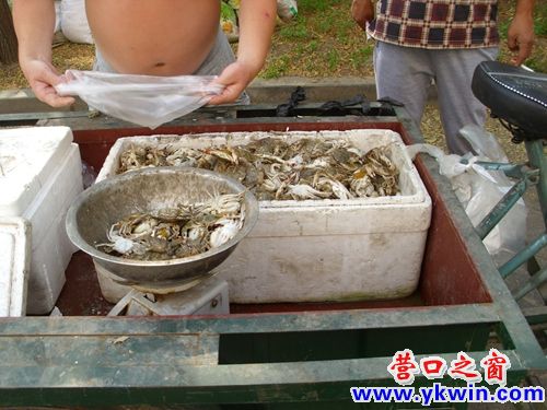休渔期，营口照样捕售活赤甲红