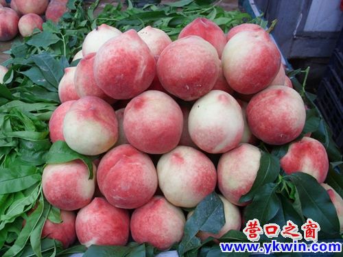 营口14号大棚桃12元