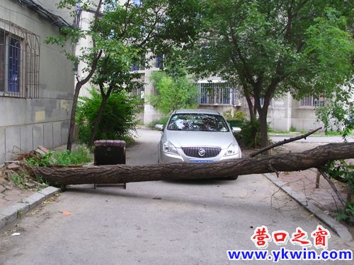 倒树拦截万有小区马路