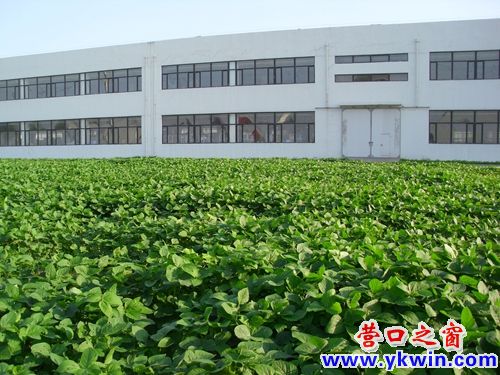 这个厂区不种绿草种黄豆