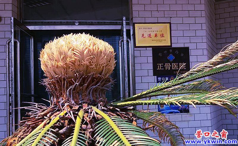 罕见！营口一铁树开花
