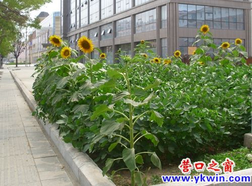 葵花在街边的豆地盛开
