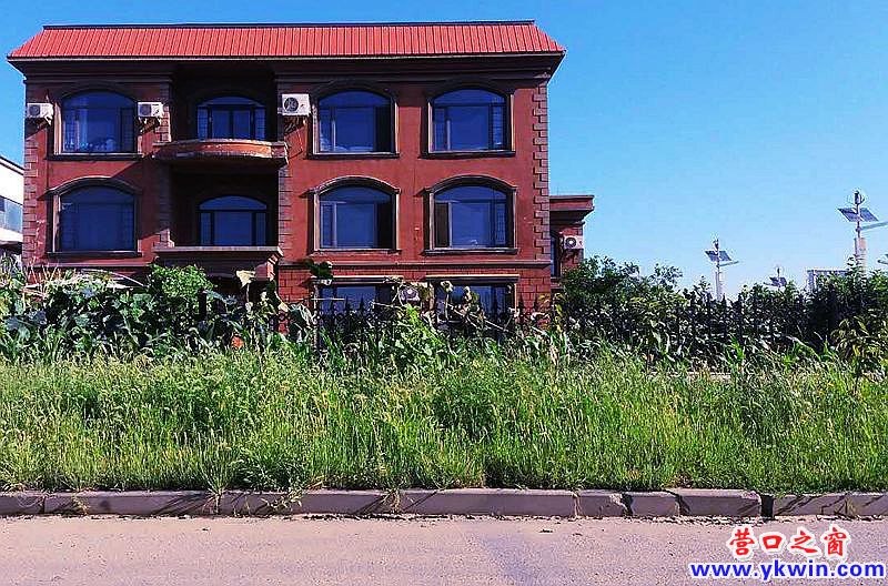 营口：杂草吞噬人行道   影响市容盼清理