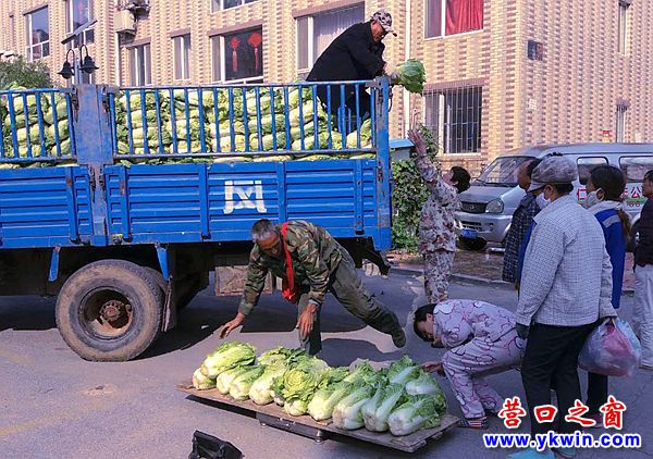 营口：秋白菜进小区 市民忙储冬菜