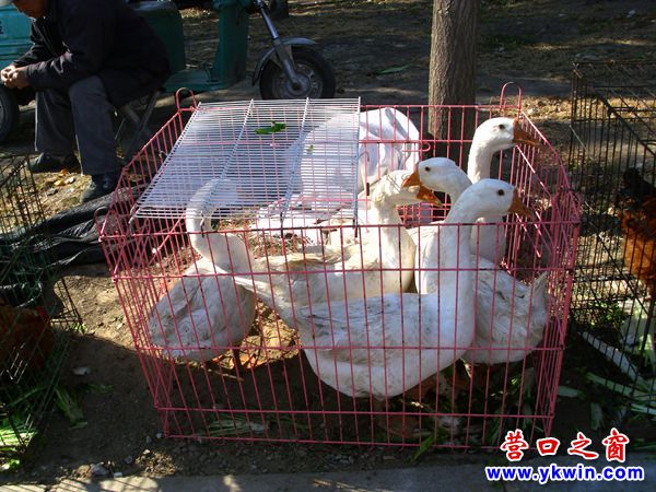 营口大菜市上来了一群活禽