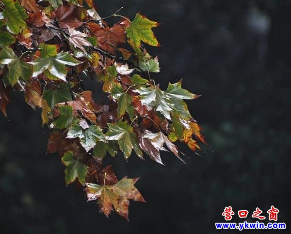 营口：入秋以来最冷 气温跌至冰点