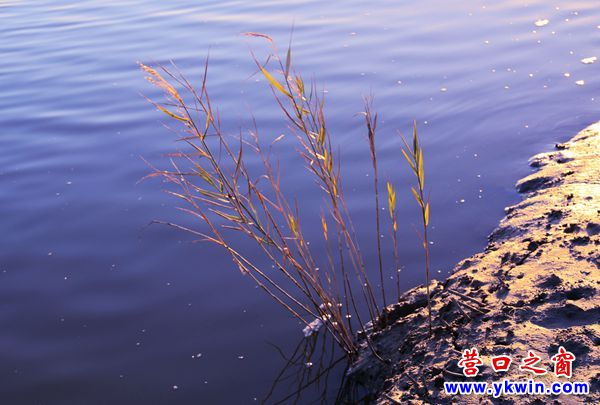 芦苇2