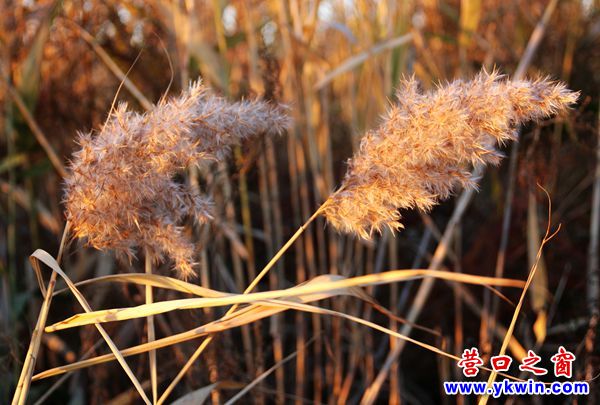芦苇7