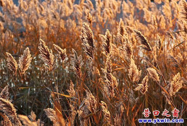 芦苇6