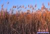 芦苇5