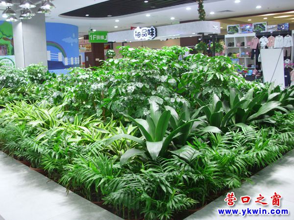 这家超市有个植物园