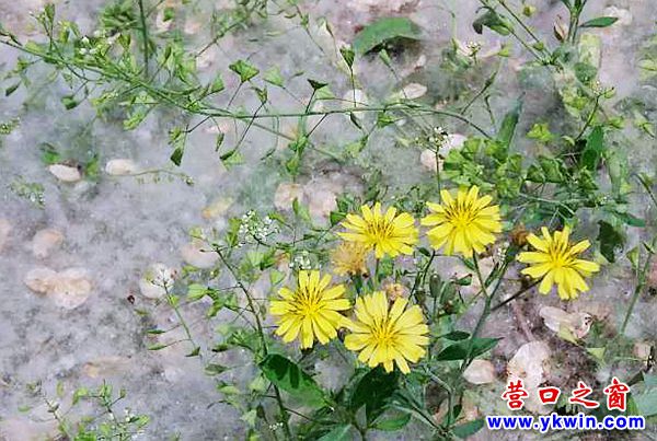 营口躲得过雾霾也躲不过柳絮