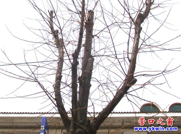 干旱渴死路邊樹 園林水車不夠用